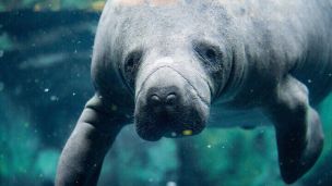 Manatee Sex Is Causing Traffic Congestion