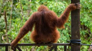 What You Can Do To Help This Endangered Species