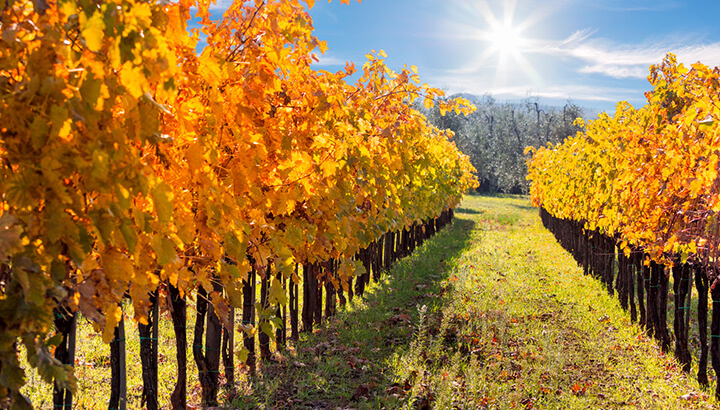 3 Fantastic Fall Trips You Must Take