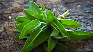 Eliminate Pesky Odors With This All-Purpose Fresh Sage Cleaning Spray