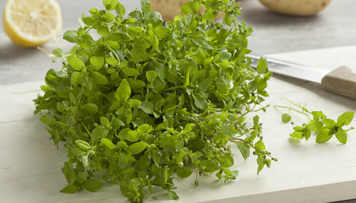 Reduce Inflammation And Control Weight With Chickweed Tincture