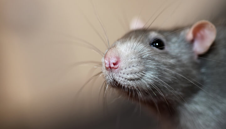 Giant Rats To Join The Fight Against Illegal Resources And Wildlife Trade