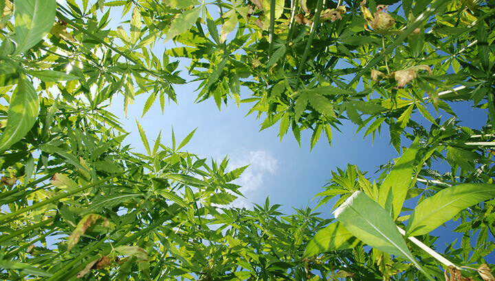 How Cannabis’ Cousin Can Diminish Political Gridlock And More