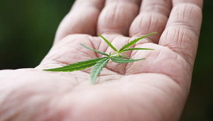 Recreational Marijuana: Who’s In And Who’s Out?