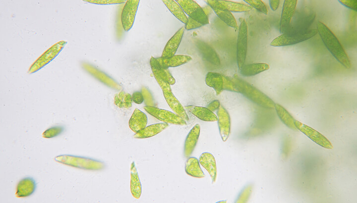 Phytoplankton Can Improve Your Mood And More