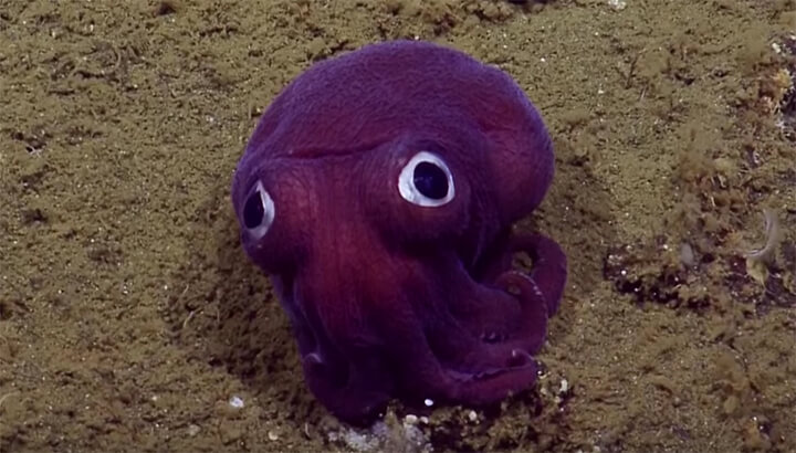 Researchers Discover A Purple Sea Creature Party