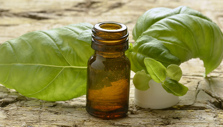 12 Sweet Basil Oil Fixes That Really Work