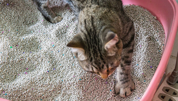 Baking soda for freshening litter box