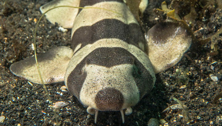 Should We Save The Sharks?