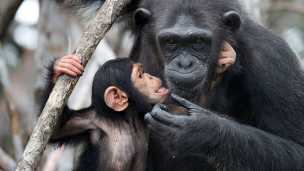 Misuse Of Antibiotics Puts Chimps At Risk
