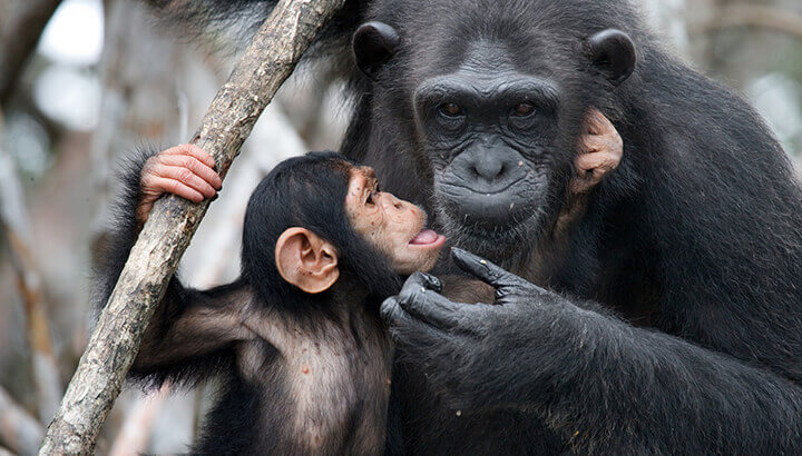 Misuse Of Antibiotics Puts Chimps At Risk