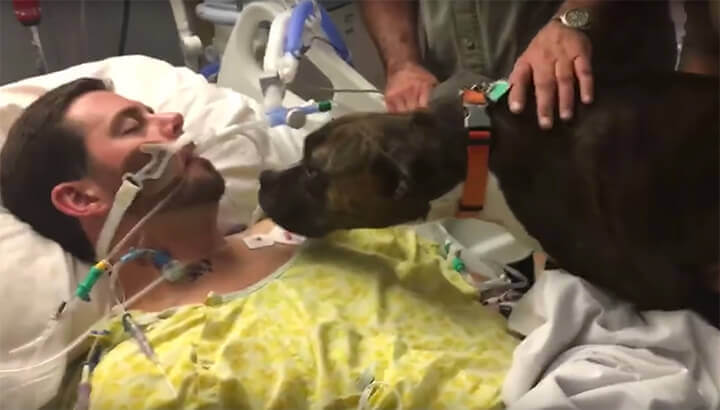 A Dog’s Heartbreaking Final Farewell To His Owner