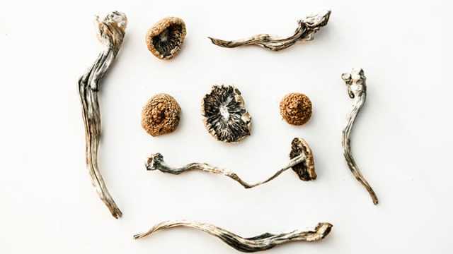 Magic Mushrooms psilocybin