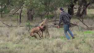Man Goes Toe-To-Toe With A Kangaroo To Save Dog