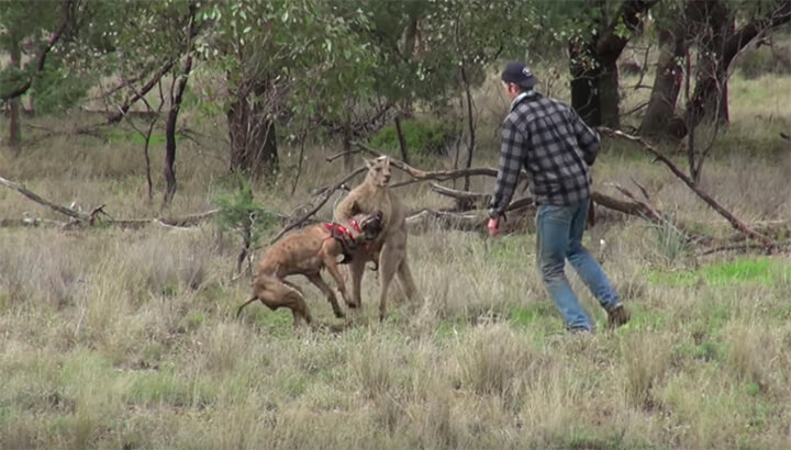 Man Goes Toe-To-Toe With A Kangaroo To Save Dog