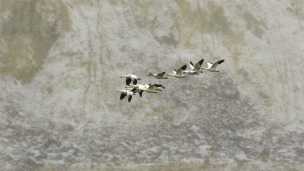 Why Did Thousands Of Geese Die In A Toxic Pit?