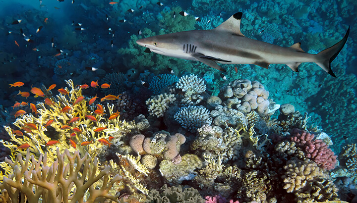 Sharks are important to the ecosystem