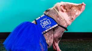 Therapy Pig Roams San Francisco Airport Greeting Travelers