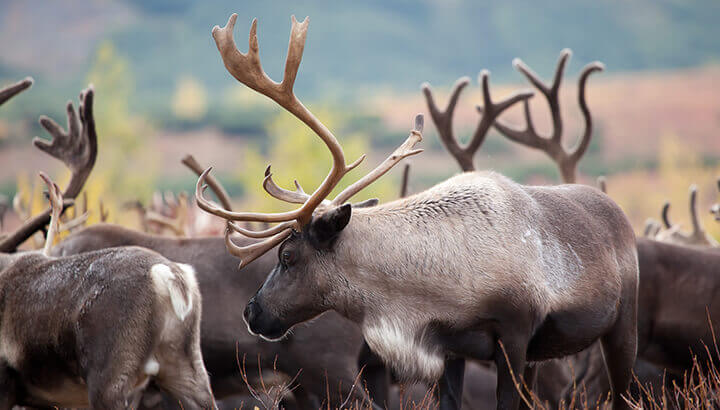 Reindeer Population Dwindles From Climate Change (And How To Help)