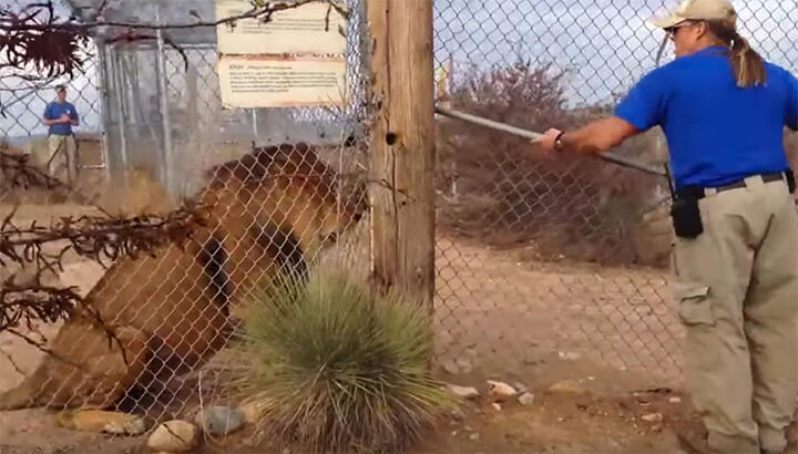Zookeeper Lets Out A Terrified Scream When Lion Launches At Him