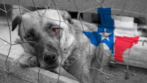 SPCA Rescues 150+ Animals From Filthy Texas Property