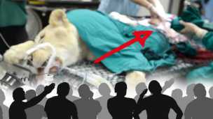 Live Dissections At The Zoo: Educational Or Just Cruel?