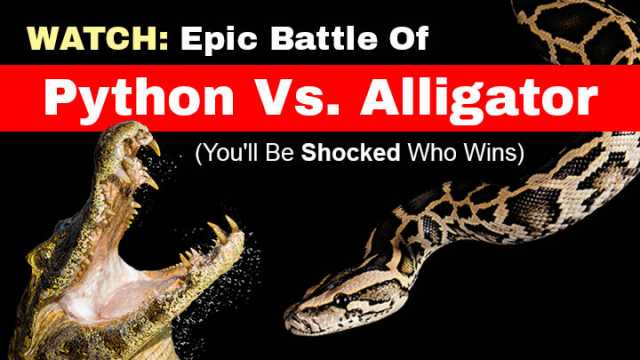 BattlePythonVsAlligator_FeaturedImage720x410