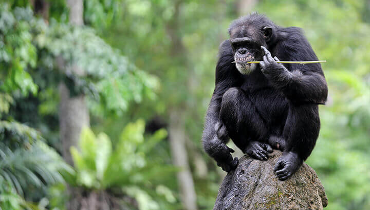 This Is Just One Reason Why We Should Protect Endangered Chimps