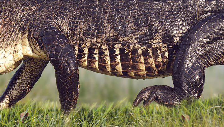 Watch: Giant Alligator In Florida Stuns Social Media