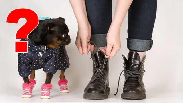 Is dressing up dogs animal cruelty