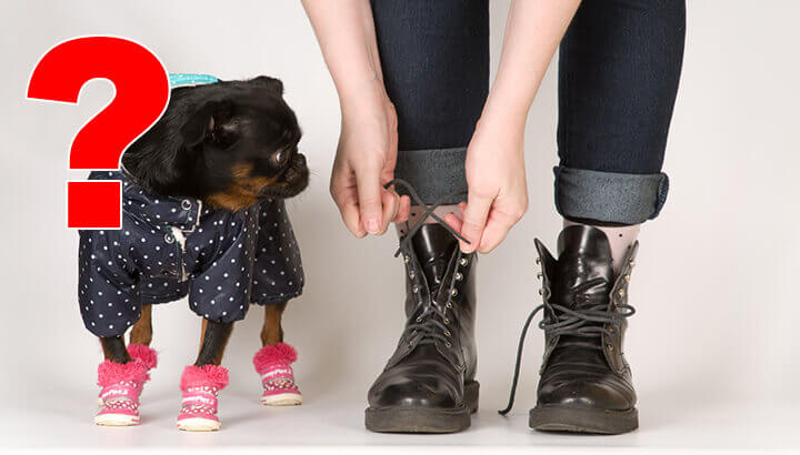 Is It Animal Cruelty To Dress Your Dog? This Dog Says Yes