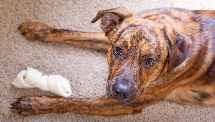 How Dangerous Is Rawhide For Dogs?