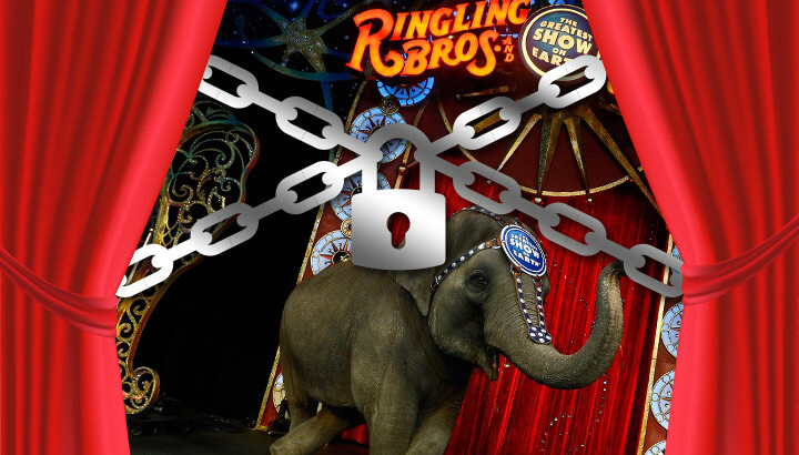 Ringling Bros. Circus Taking Their Final Bow