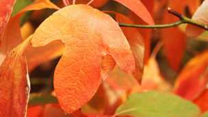 Sassafras Reduces Inflammation, Pain, Toxins And More