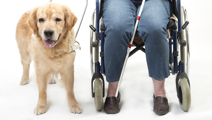 Are Service Dogs Ruining Airlines Or Are They Legit?