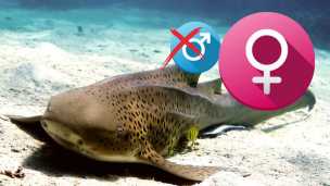 Sharks Now Reproducing Without Males — Are Humans Next?