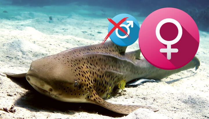 Sharks Now Reproducing Without Males — Are Humans Next?