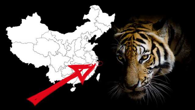 Tiger mauls zoo attendee in China