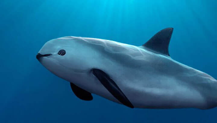 Captive Breeding May Be Last Hope For This Intelligent Marine Mammal