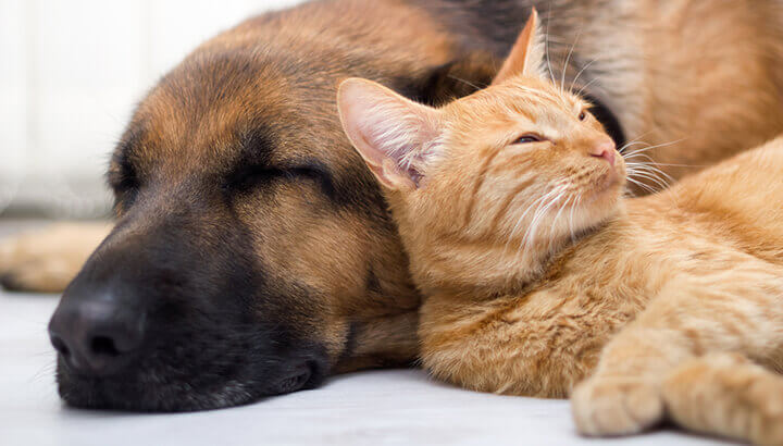 5 Ways To Keep Your Pets Cancer-Free