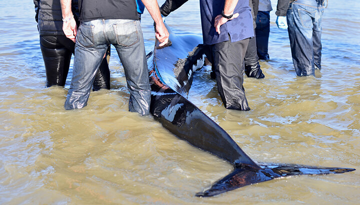 What Is Really Behind These Mass Animal Deaths?