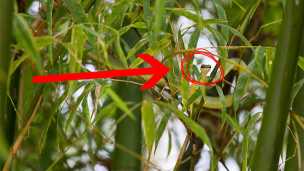 Amazing New Species Are Discovered Every Few Days In This Place