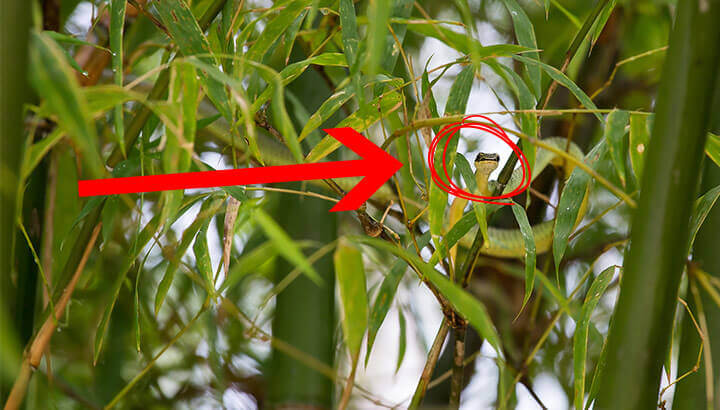 Amazing New Species Are Discovered Every Few Days In This Place