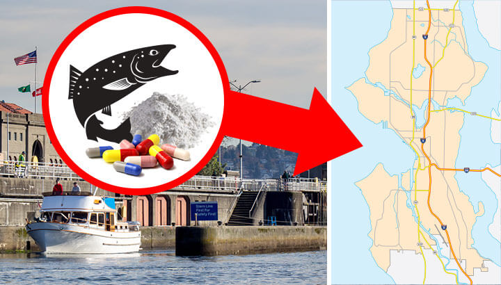 Caution: Salmon From This Region Contains Cocaine And Prescription Drugs