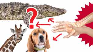 ‘Alien-Like’ Octopus And Other Animals Can Feel Pain The Way We Do