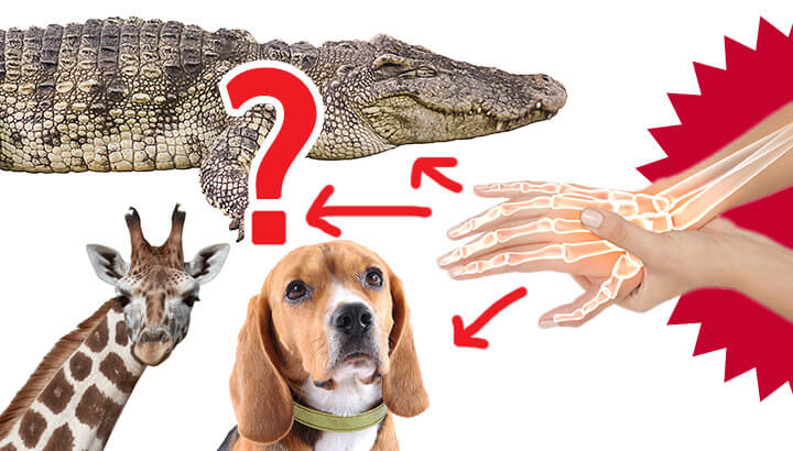 ‘Alien-Like’ Octopus And Other Animals Can Feel Pain The Way We Do