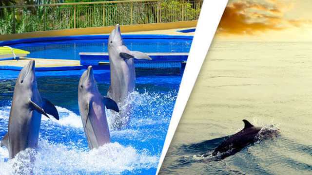 Awesome reasons to save dolphins