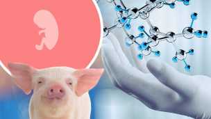 Is This Human-Pig Hybrid Ethical?