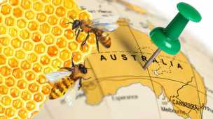 Newly Discovered Manuka Honey Relative Soothes Burns, Treats Eczema And More