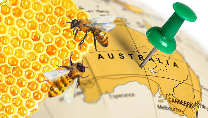 Newly Discovered Manuka Honey Relative Soothes Burns, Treats Eczema And More